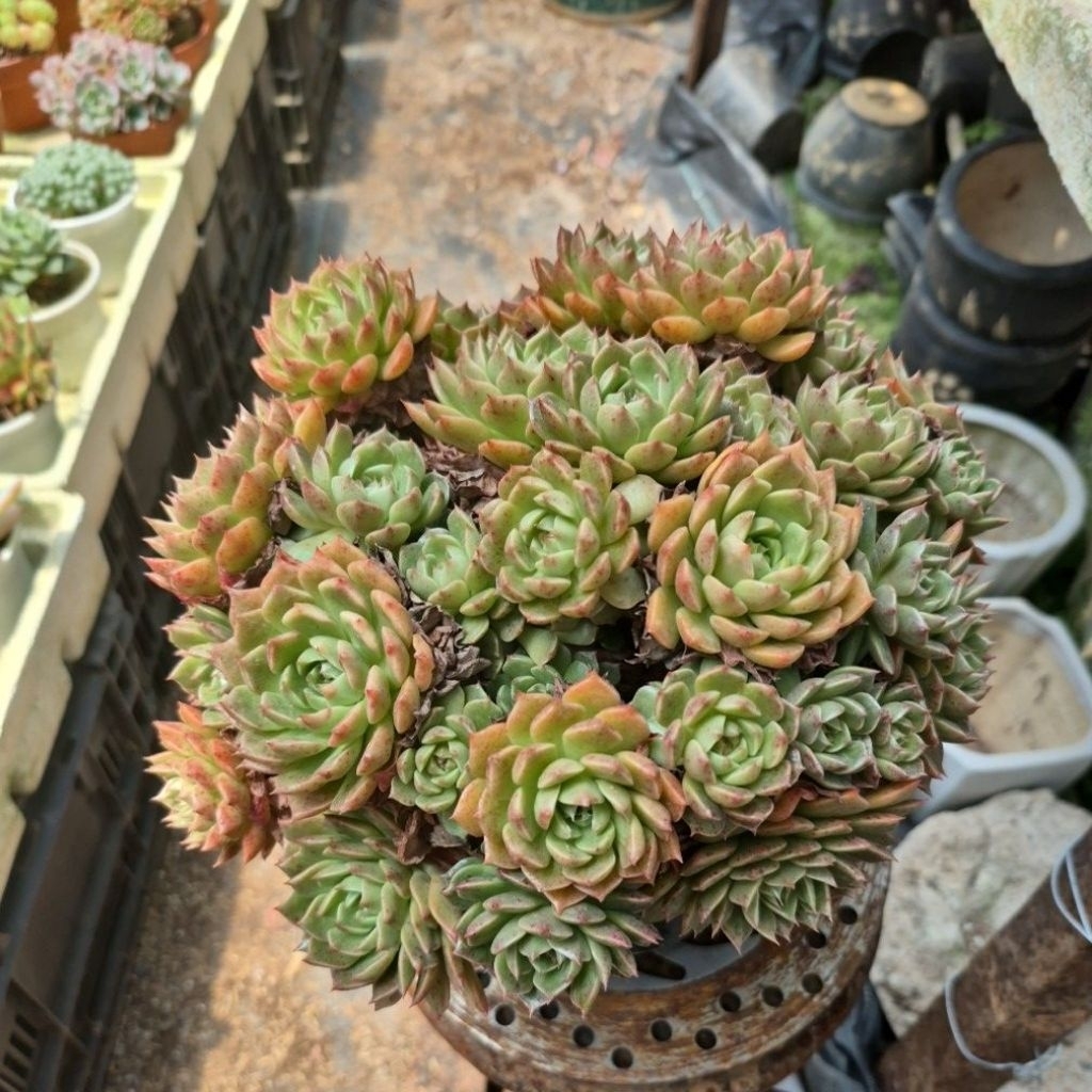 sen đá ruby xanh cổ thụ Đà Lạt