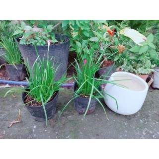 Hoa Huệ Mưa (hoa tóc tiên)