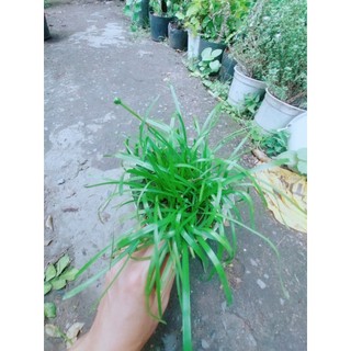Hoa Huệ Mưa (hoa tóc tiên)