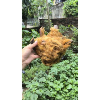 Cẩu tích( lông cu li khô )