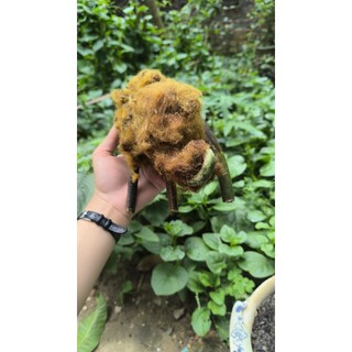 Cẩu tích( lông cu li khô )