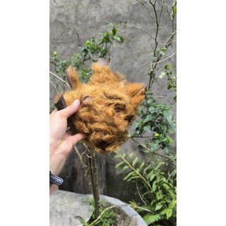 Cẩu tích( lông cu li khô )