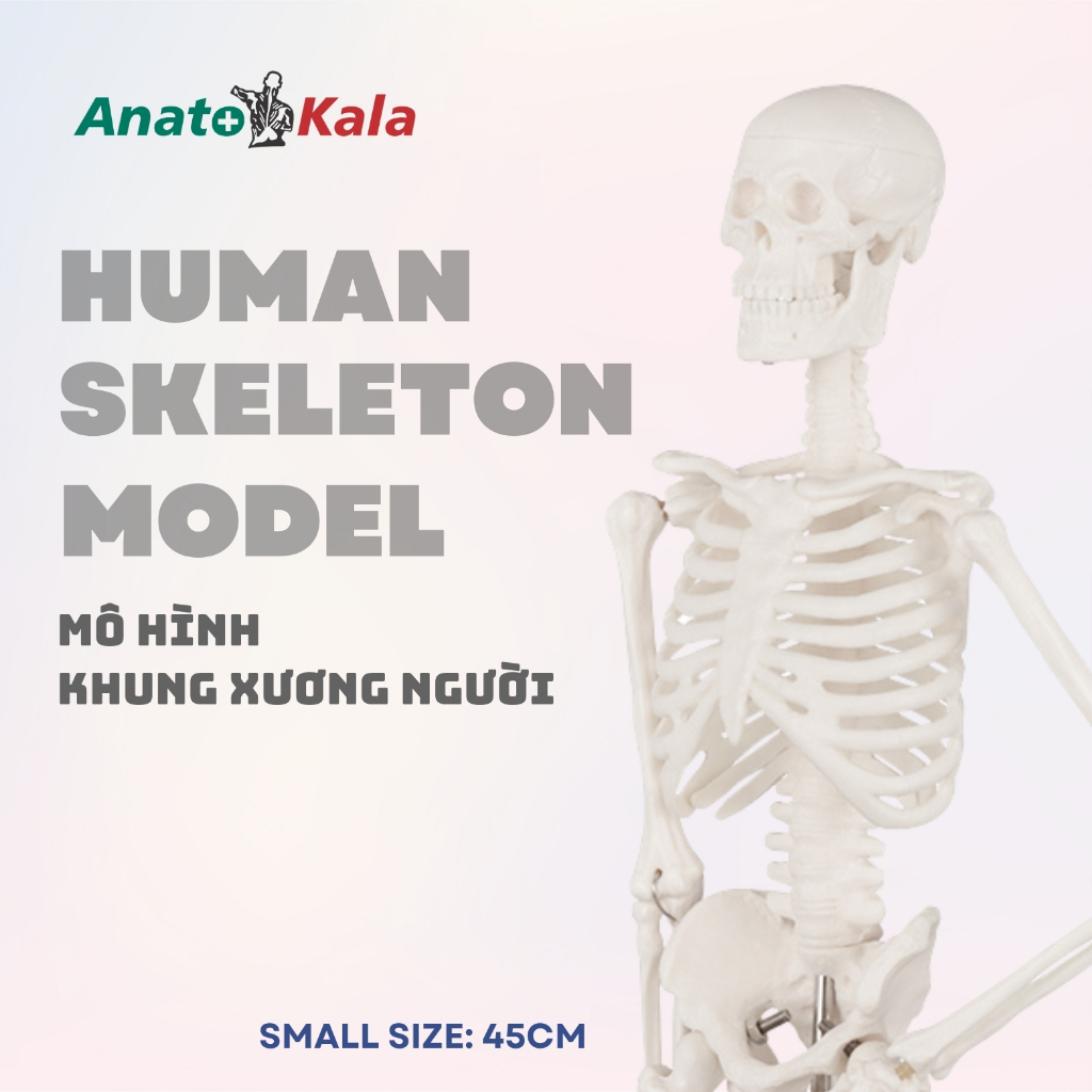 Mô hình khung xương người 45cm, mô hình y khoa, mô hình xương người mini