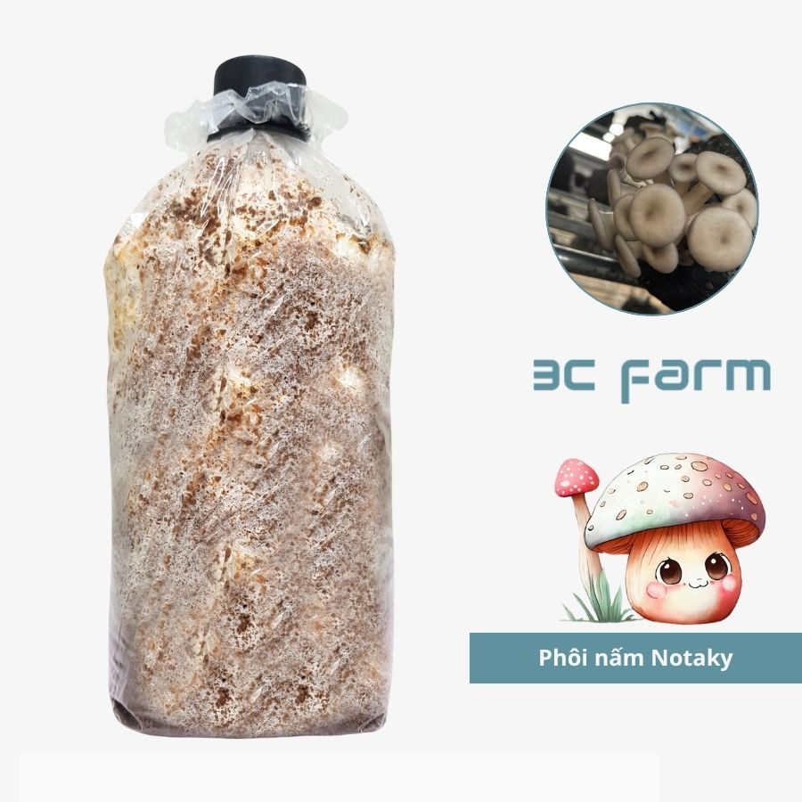 Phôi nấm Notaky, nấm râu mực 1,2kg tơ mọc đều - 3C Farm