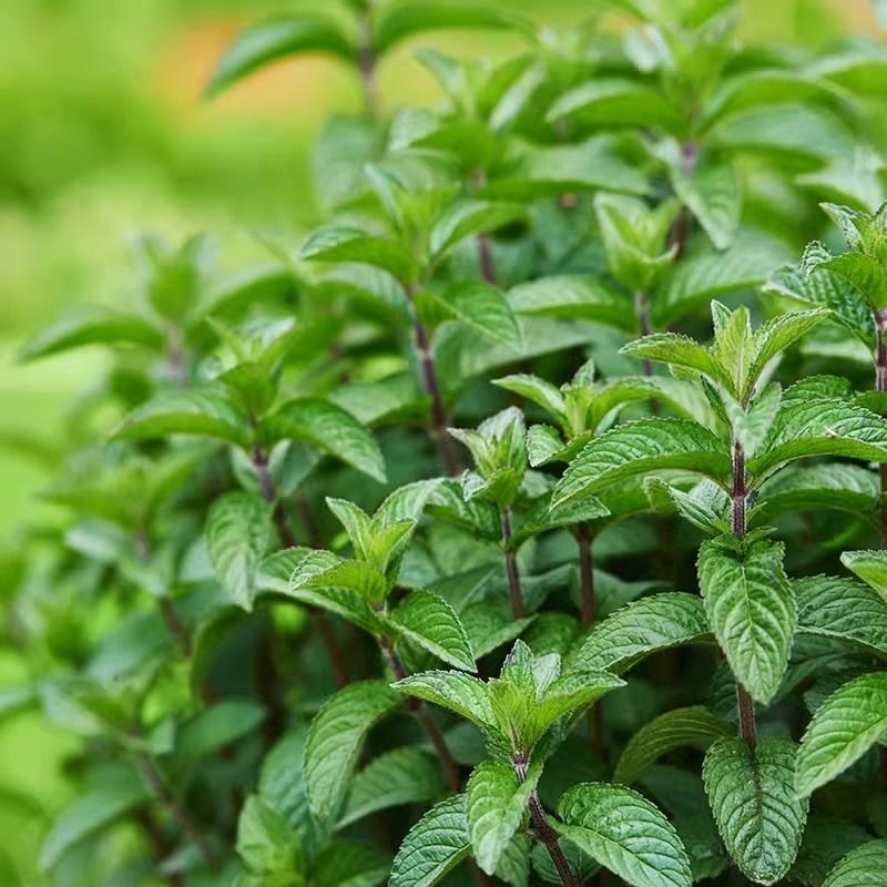 Hạt giống oregano-Oregano Seeds-100Hạt