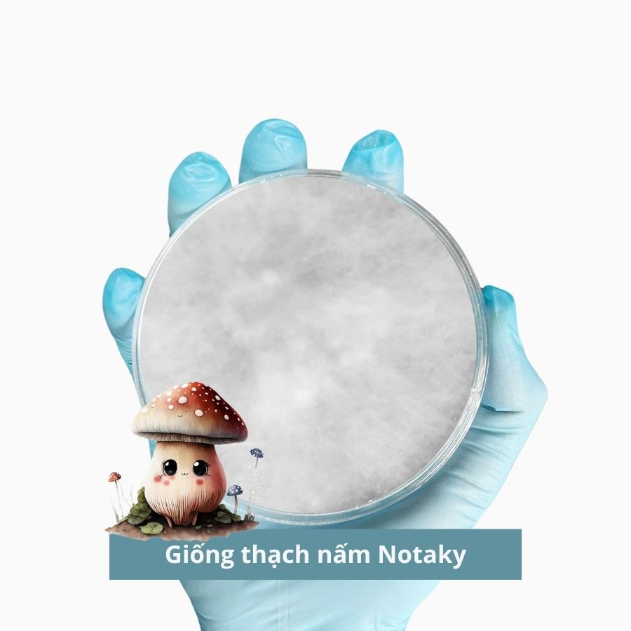 Giống thạch nấm Notaky giống cấp 1, 30gr - 3C Farm