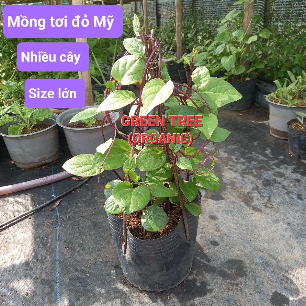 (Xã Tân Nhựt, Tphcm) cây giống mồng tơi đỏ Mỹ, xanh(nhiều cây)