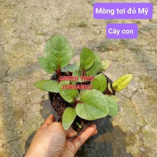 (Xã Tân Nhựt, Tphcm) cây giống mồng tơi đỏ Mỹ, xanh(nhiều cây)