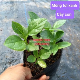 (Xã Tân Nhựt, Tphcm) cây giống mồng tơi đỏ Mỹ, xanh(nhiều cây)