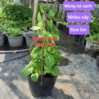 (Xã Tân Nhựt, Tphcm) cây giống mồng tơi đỏ Mỹ, xanh(nhiều cây)