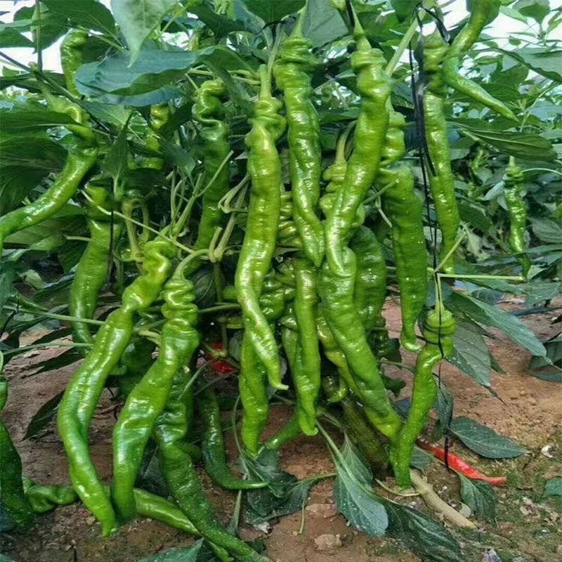 Hạt Giống Ớt Siêu Cay Ghost   -Screw Pepper Seeds-100Hạt