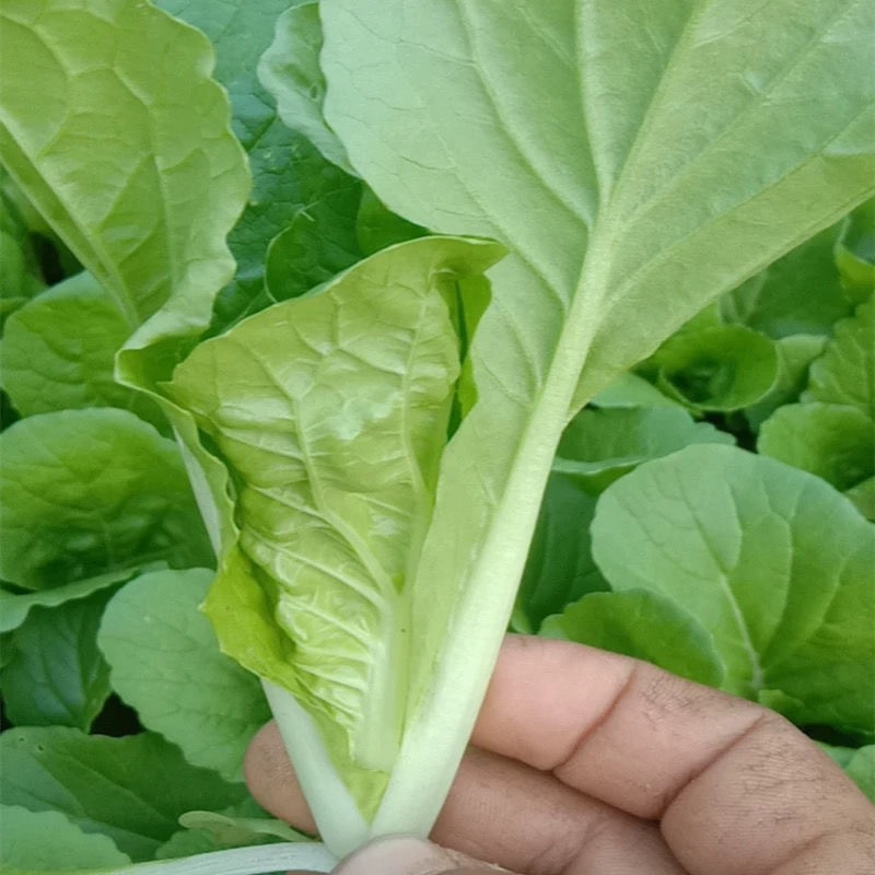 Hạt Giống Cải Thìa Cọng  Ngọt, Dễ Trồng-PECHAY PAVITO SEEDS-200 Hạt