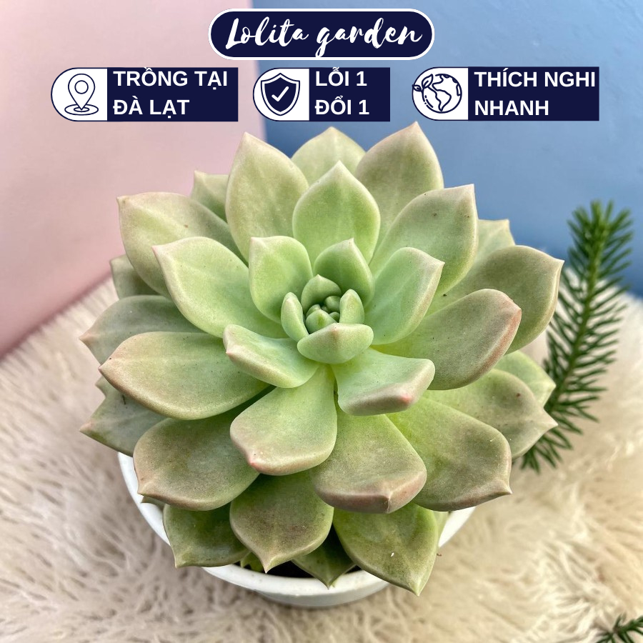 Sen đá aerolite Đà Lạt size trung bình cây cảnh trang trí nhà cửa Lolita garden