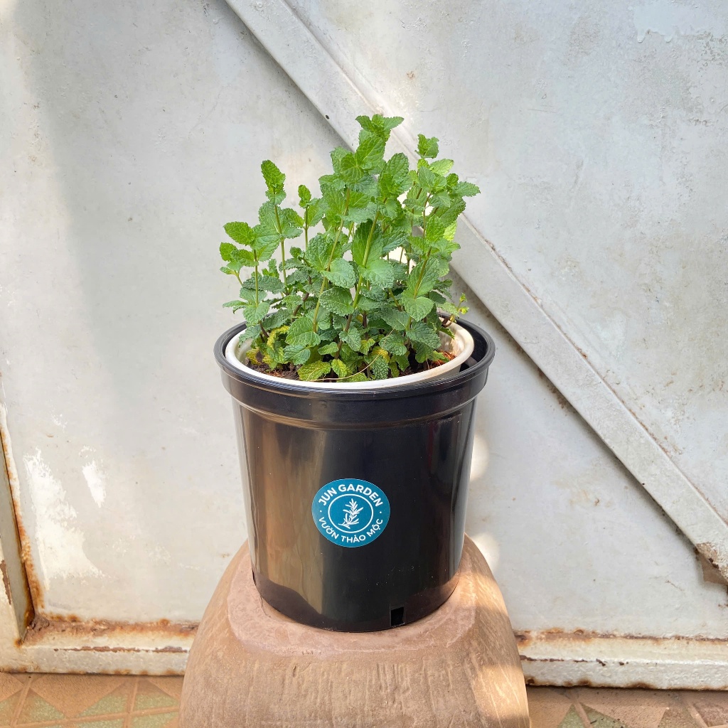 Cây Bạc Hà Mojito Mint I Đã thay chậu - Jun Garden Premium