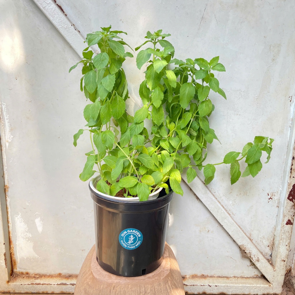 [Hoả Tốc] Cây Bạc Hà Nhật Kosi - Chuẩn Giống Bạc Hà Nhập Khẩu Kosi Mint | Đã Thay Chậu - Jun Garden 