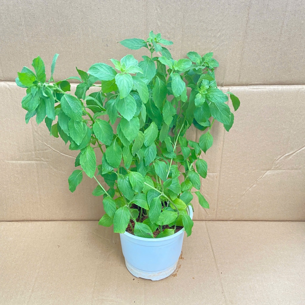 Cây Bạc Hà Nhật Kosi - Chuẩn Giống Bạc Hà Nhập Khẩu Kosi Mint