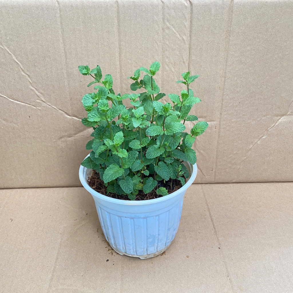 Cây Bạc Hà Mojito Mint Make Real Mojitos with Mojito Mint