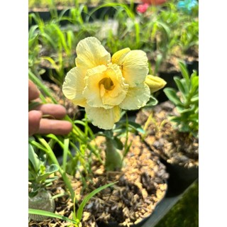 Cây Hoa Sứ Thái Cánh Kép Giống