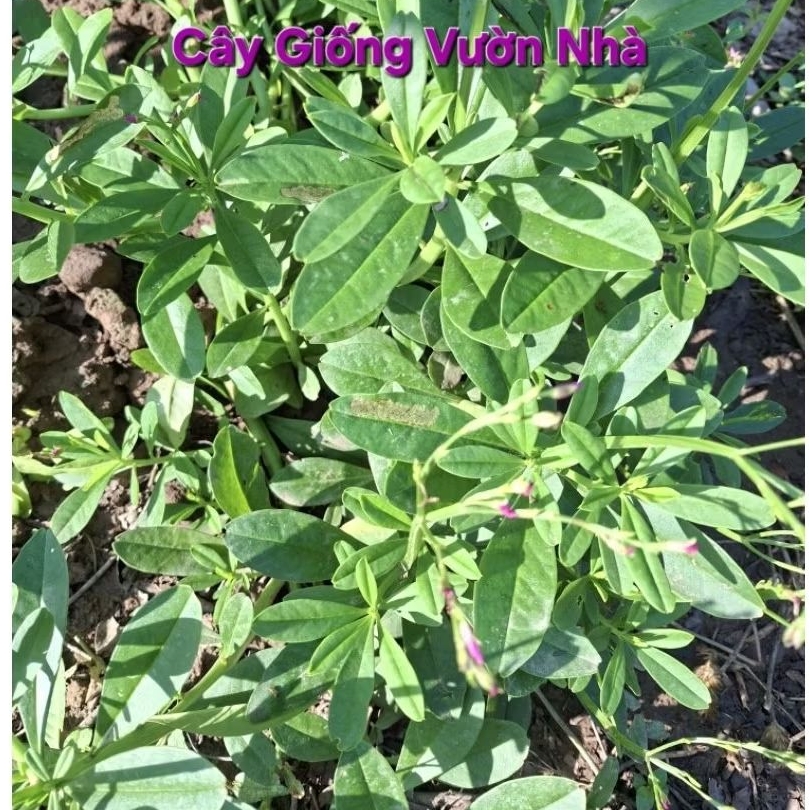 Chậu sâm đất (3 nhánh), 50 nhánh sâm đất giống, cây dược liệu (20cm)