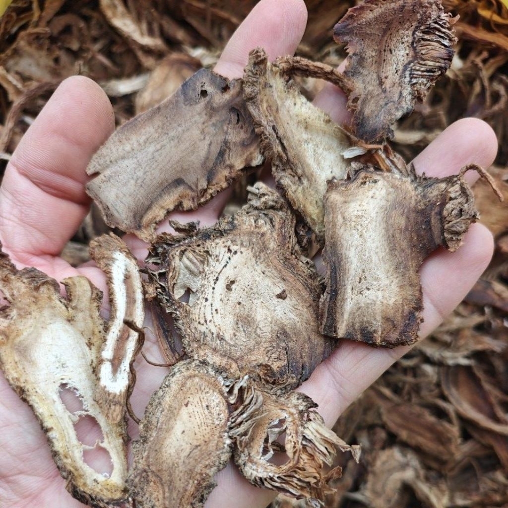 độc hoạt thái lát 1kg
