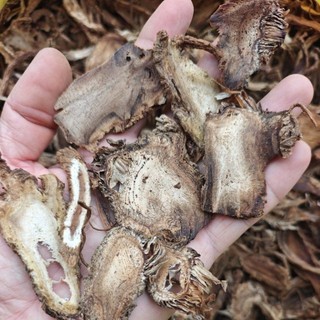 độc hoạt thái lát 1kg