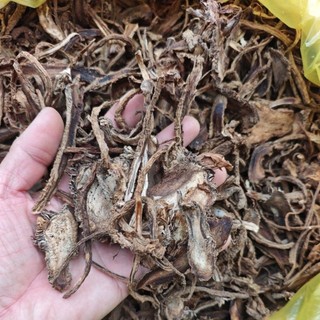 độc hoạt thái lát 1kg