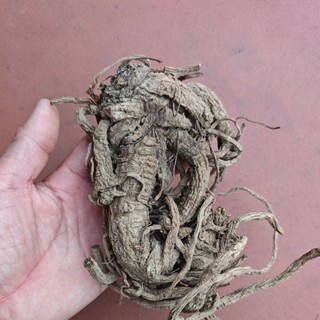 độc hoạt thái lát 1kg