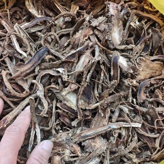 độc hoạt thái lát 1kg