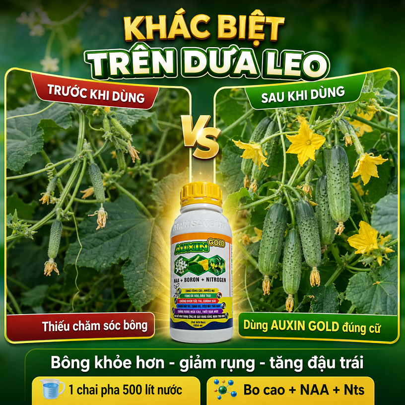AUXIN GOLD 500ml Phân Bón Lá Bo NAA Cho Dưa Leo – Dưỡng Bông, Giữ Hoa, Tăng Đậu Trái, Hạn Chế Dưa Le