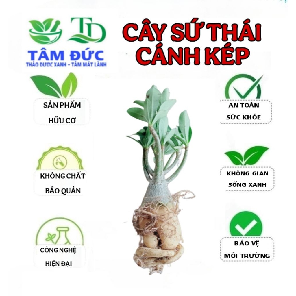 Cây Hoa Sứ Thái Cánh Kép Giống