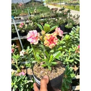 Cây Hoa Sứ Thái Cánh Kép Giống