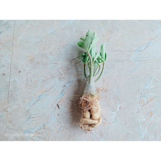 Cây Hoa Sứ Thái Cánh Kép Giống