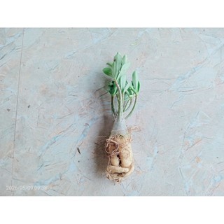 Cây Hoa Sứ Thái Cánh Kép Giống