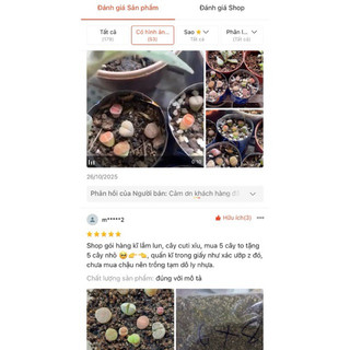 Sen đá Mông Lithops thạch lan đá sống