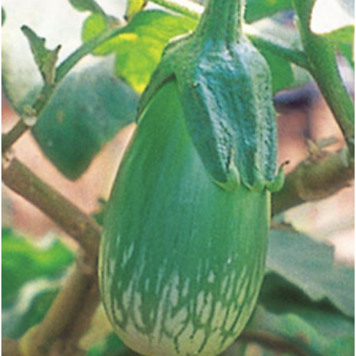 Hạt Giống Cà Ngọt  Sai Trái -Thai Eggplant Seeds-200viên