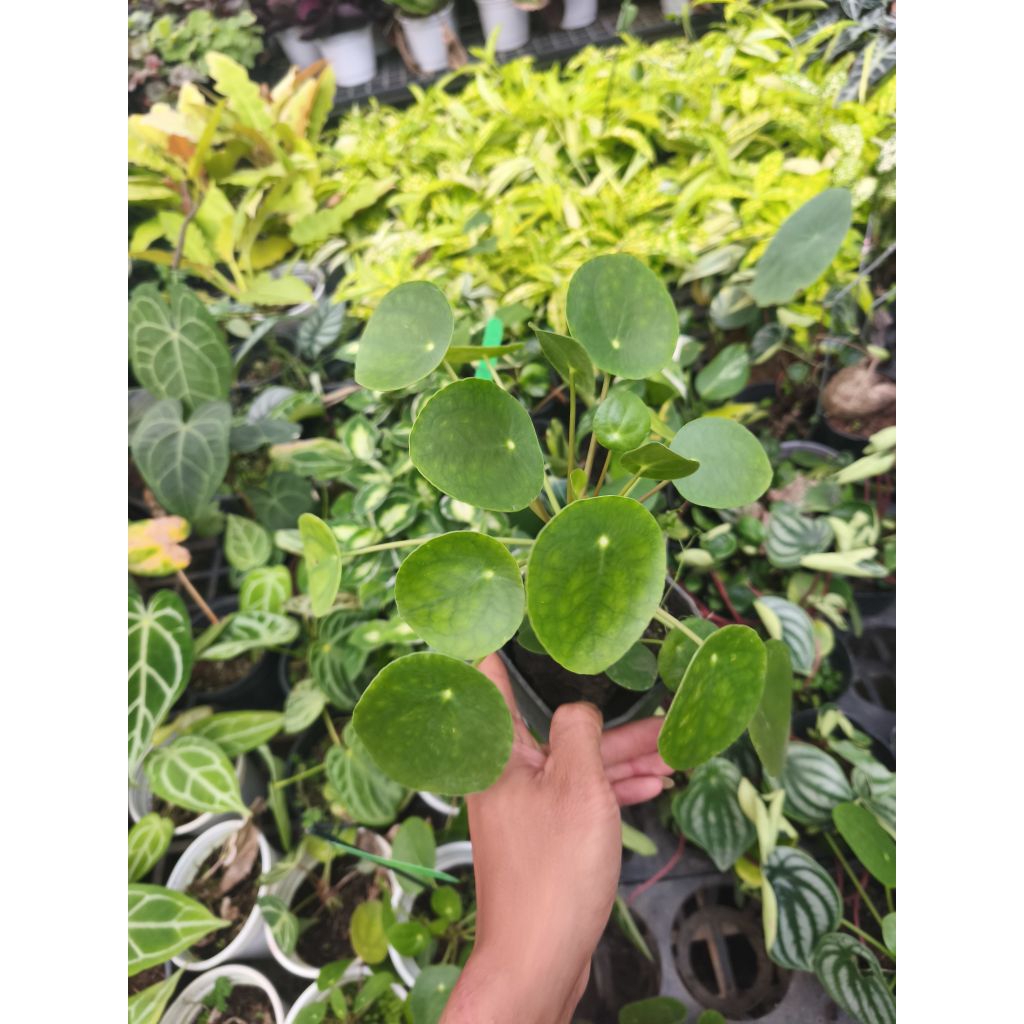 Chậu Cỏ gương - Pilea Peperomiodies khỏe đẹp, trang trí cực xinh