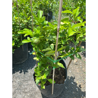 Cây Chanh Tứ Quý dễ trồng ở trồng sân thượng 2 size