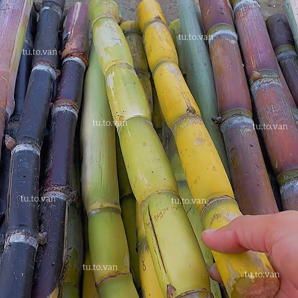 10 khúc mía giống thanh diệu, mía tím, mía tây vàng, mía đường, mía sước và mía vàng , được lựa chọn