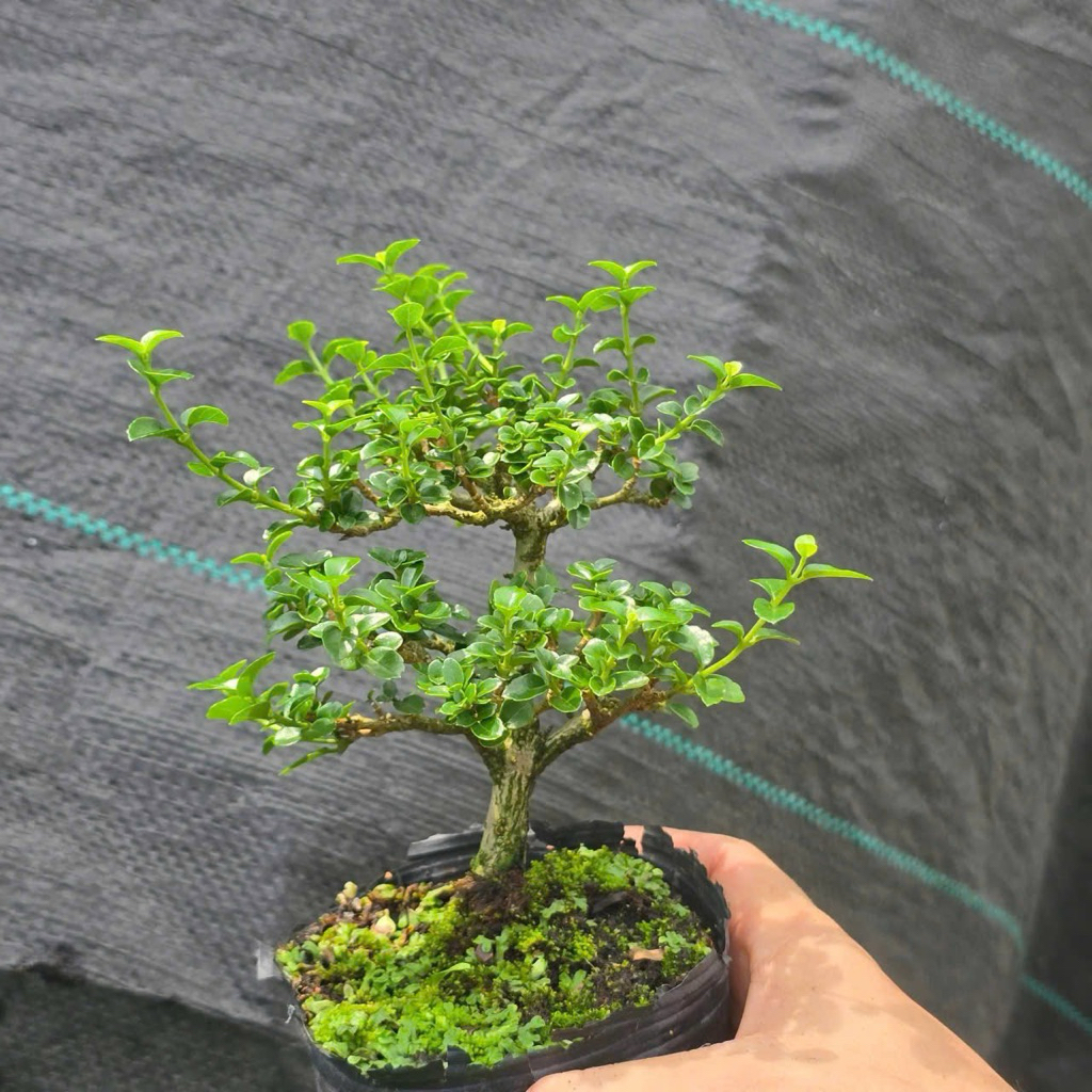 Sam Hương Bonsai Mini