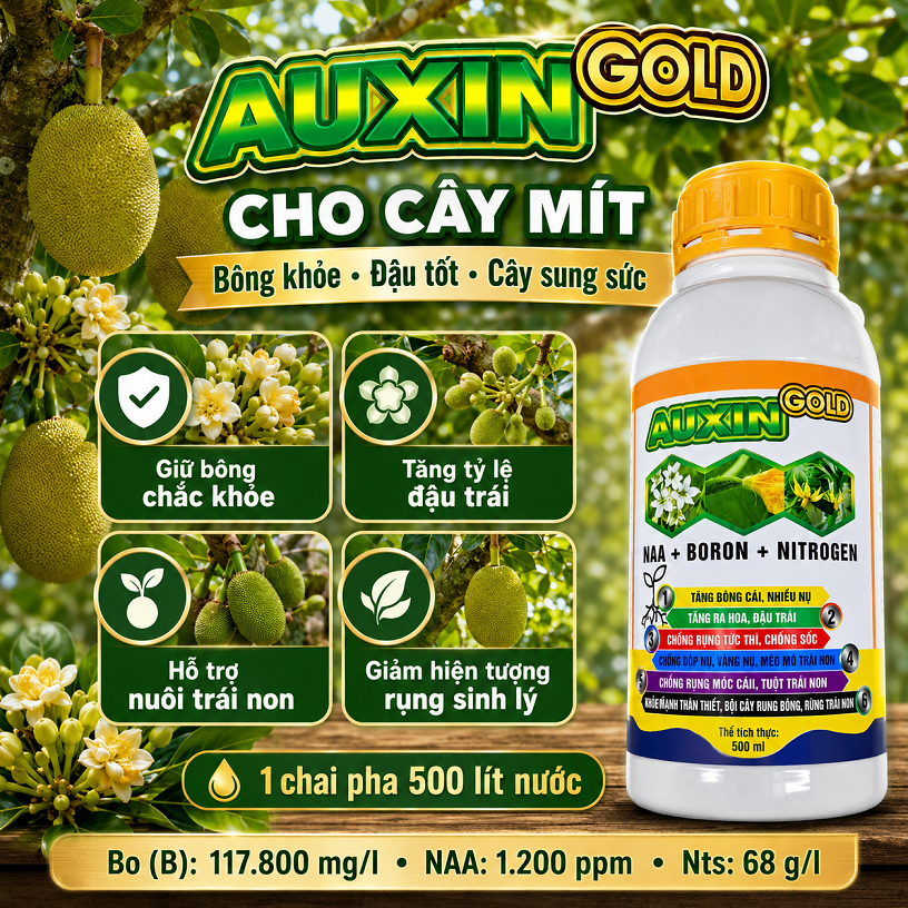 Mít Rụng Bông Rụng Trái Non – AUXIN GOLD 500ml Bo NAA Giúp Dưỡng Hoa, Giữ Trái, Tăng Đậu Trái