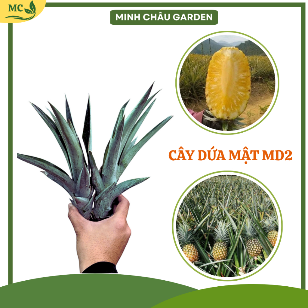 (Ảnh thật số 2) Cây giống Dứa Md2/ Dứa mật siêu ngọt/ Cho năng suất cao
