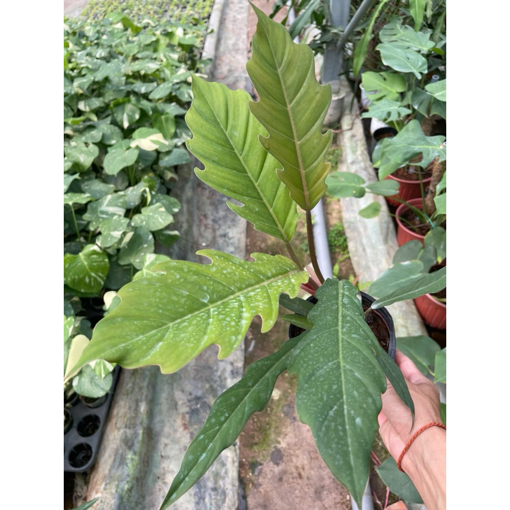 Philodendron Caramel size vừa khỏe đẹp