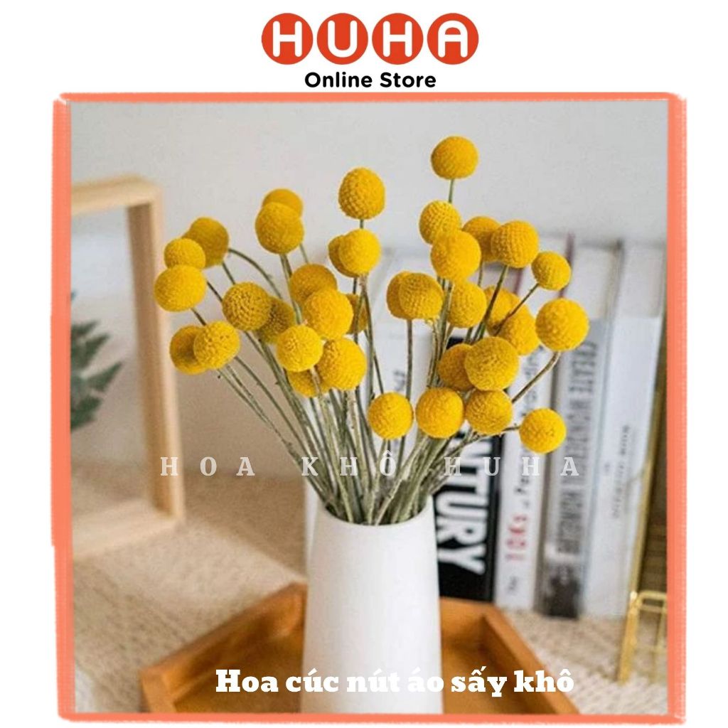Hoa Cúc Nút Áo Sấy Khô - Vàng