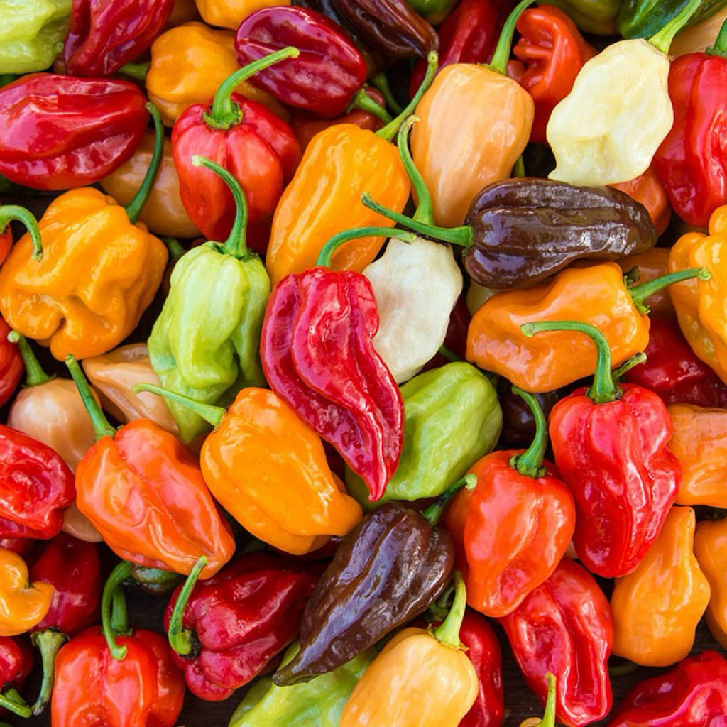 Hạt giống ớt hananeno mix màu, siêu cay