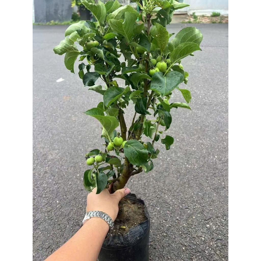 CÂY TÁO CHERY CÂY BONSAI ĐANG QUẢ NHIỀU