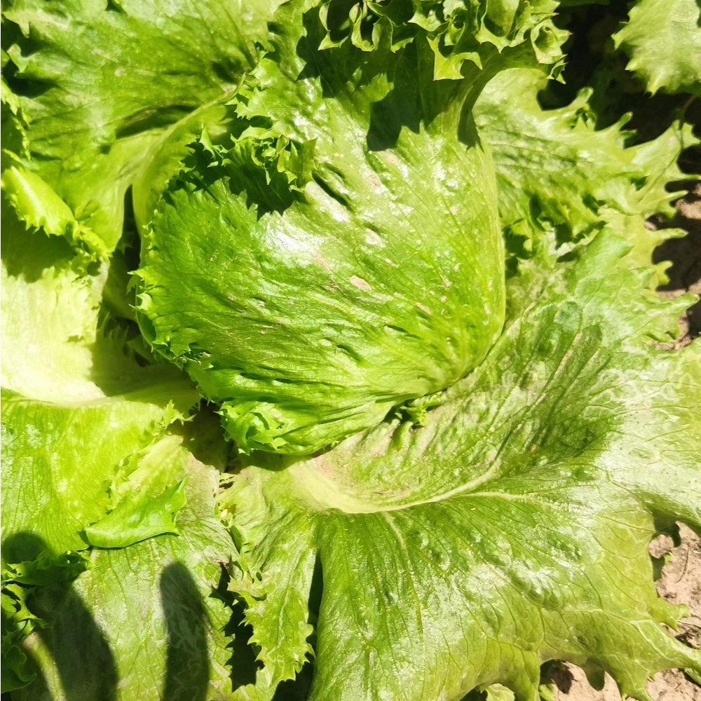 Hạt  giống xà lách giòn Iceberg xanh-Iceberg Lettuce-700 hạt