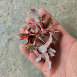 dứa phụng mini