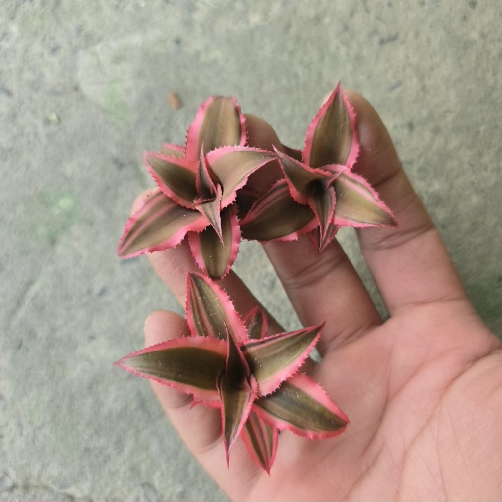 dứa phụng mini