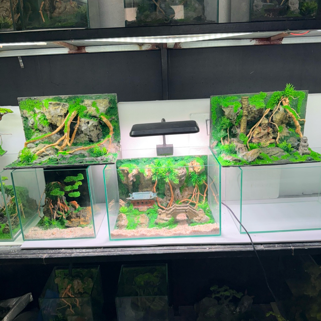 Bể Cá kèm layout setup lũa đá cho các bể 30x18x18cm, 30x20x20cm