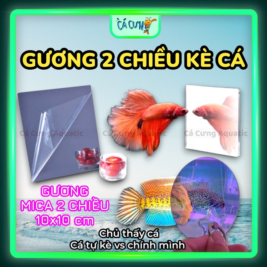 Gương kè cá 2 chiều có tay cầm - Kính kè cá lóc sung, gương huấn luyện cá betta, kè cá la hán